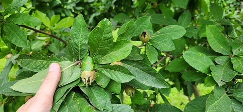 medlar q.jpg